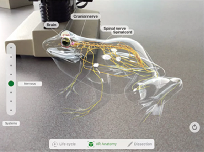 VR 개구리 해부 학습